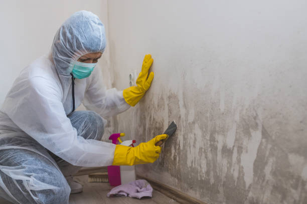 Mold Odor Removal Services in Hawkinsville, GA