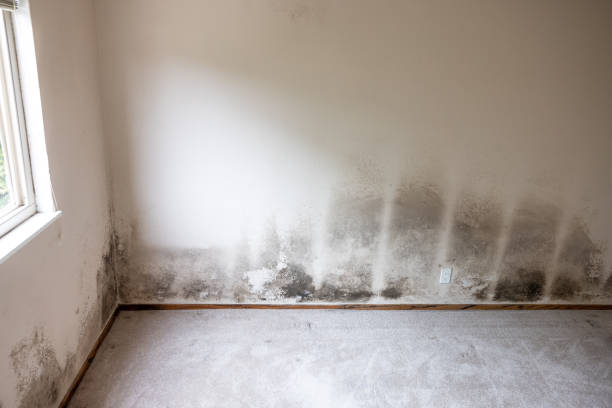 Best Forensic Mold Investigation  in Hawkinsville, GA