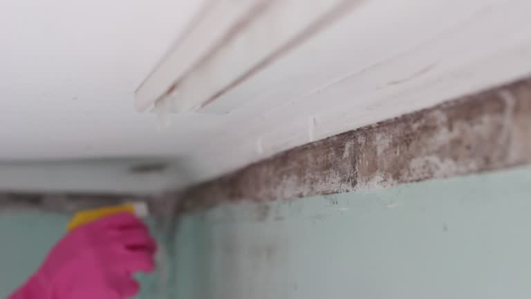 Best Attic Mold Removal  in Hawkinsville, GA